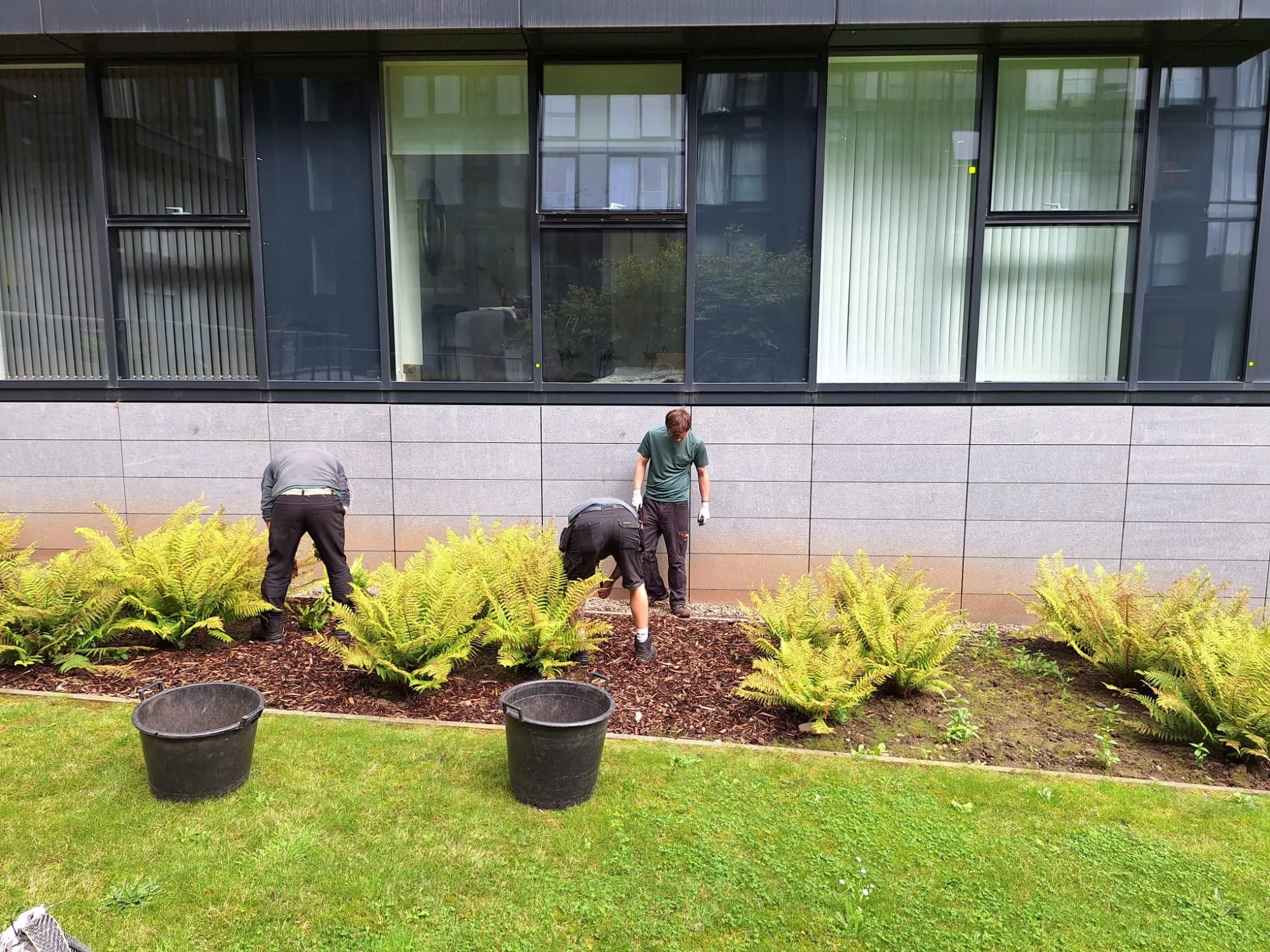Stephen Paul Gardens team performing commercial grounds maintenance on fern beds outside a modern office building.