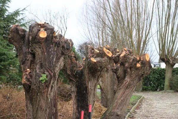 A row of willow trees that have been pollarded, a pruning technique where branches are cut back to the main trunk.