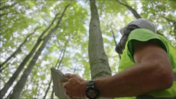 Ecologist on fieldwork. Forester examines trees in their natural condition in the forest and taking samples for in-depth research. Ecosystem care and sustainability.