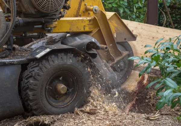 Close-up of a stump grinding machine's cutting wheel grinding a tree stump into wood chips.