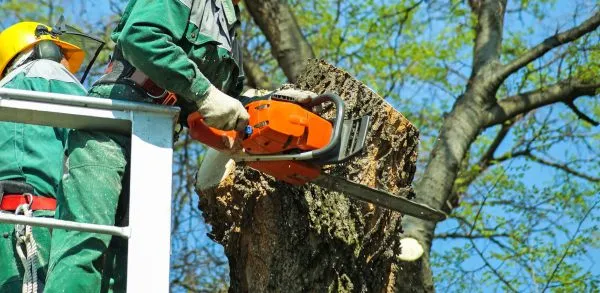 A professional tree surgeon using a chainsaw to section fell a tree trunk from an aerial work platform.