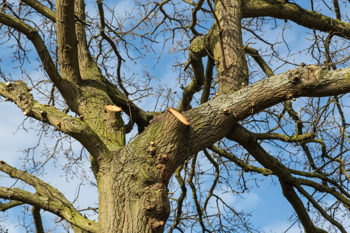 A large mature tree featuring freshly pruned branches against a blue sky, demonstrating proper tree surgery techniques.