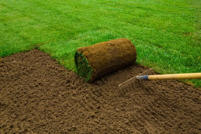 A roll of fresh green turf being laid onto prepared soil next to a landscaping rake.