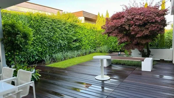 Modern wet garden deck furnished with white seating, featuring a vibrant red Japanese maple and tall privacy hedging.
