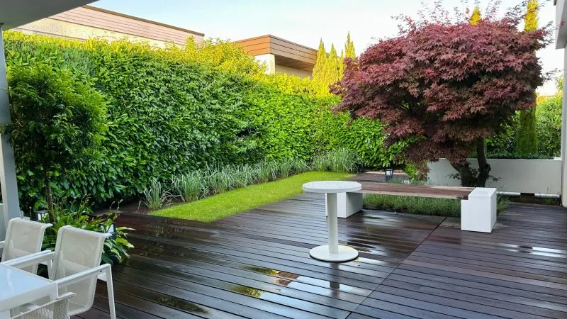 Modern wet garden deck furnished with white seating, featuring a vibrant red Japanese maple and tall privacy hedging.