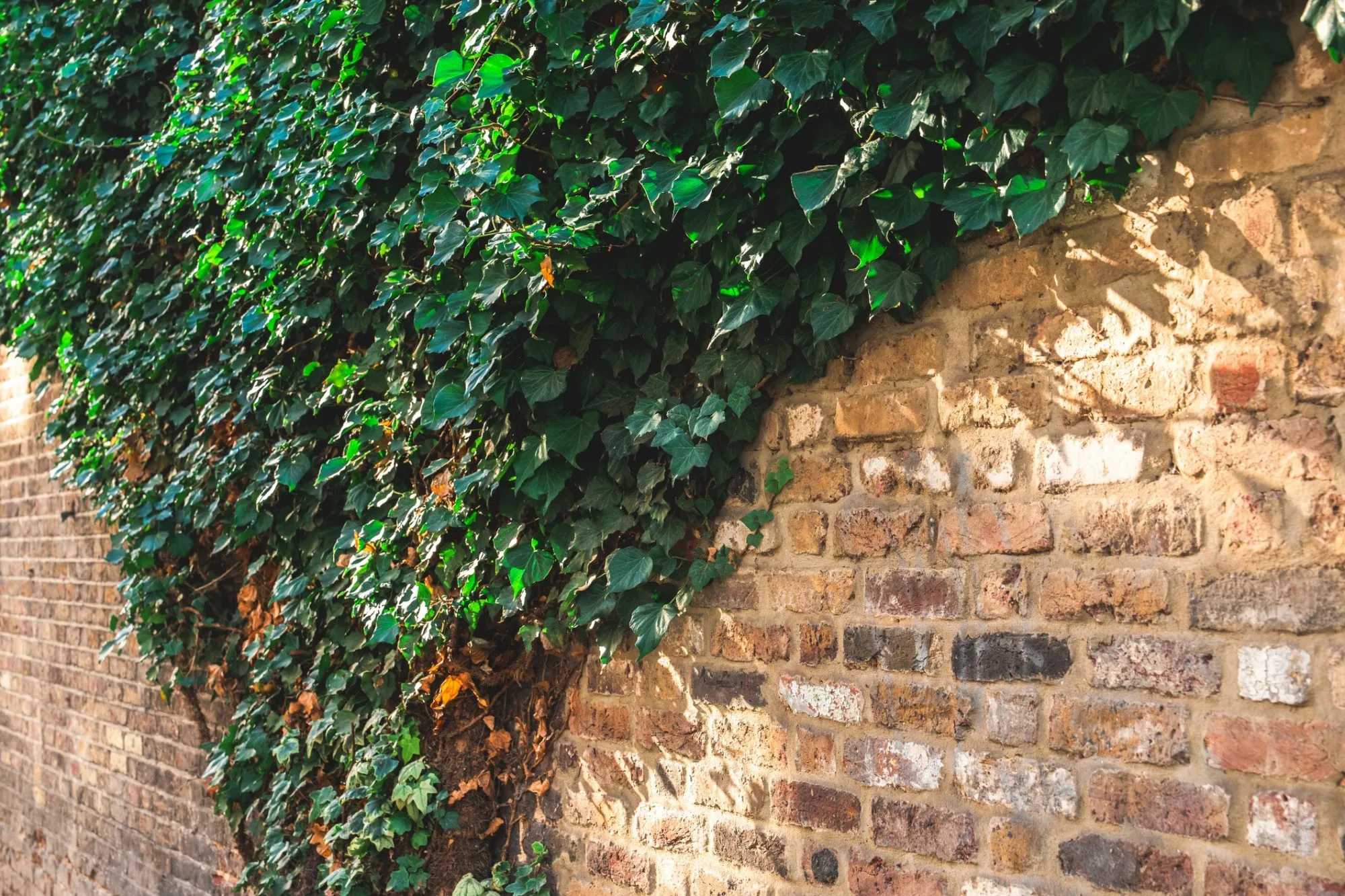 Thick green ivy climbing and covering an aged brick garden wall.