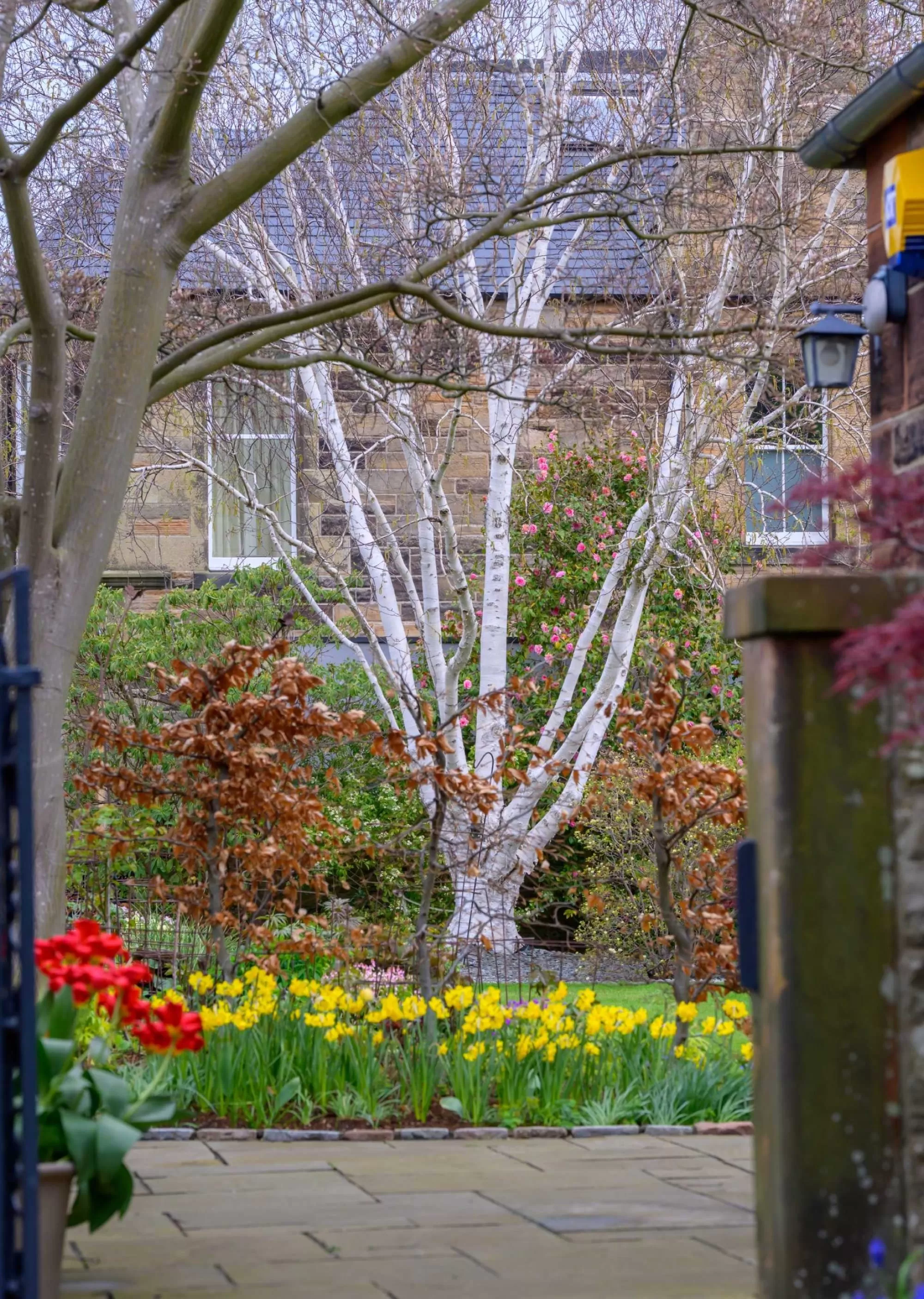 Photo of a professionally designed spring garden featuring a white silver birch tree, yellow daffodils, and stone patio paving by Stephen Paul Gardens.